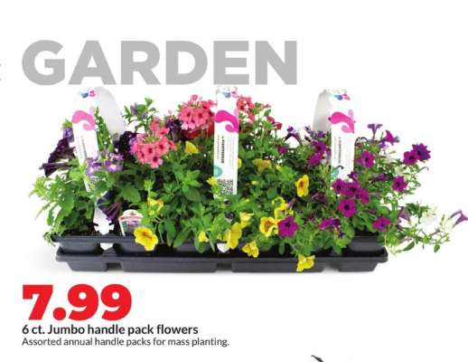 6 ct. Jumbo handle pack flowers