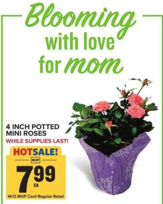 4 Inch Potted Mini Roses