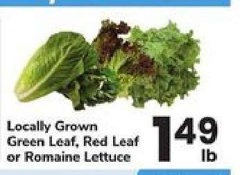 Locally Grown Lettuce
