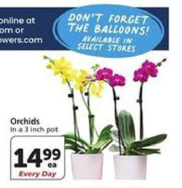 ORCHIDS