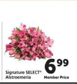 Signature Select Alstroemeria