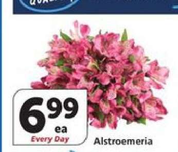 Alstroemeria