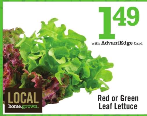 Red or Green Leaf Lettuce