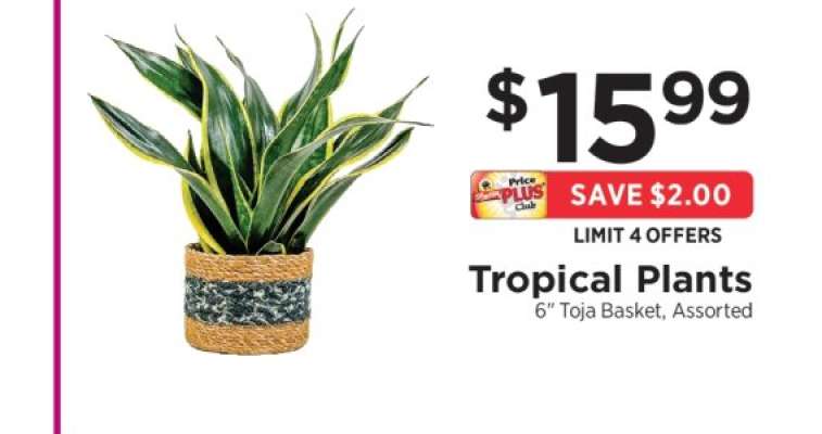 Tropical Plants