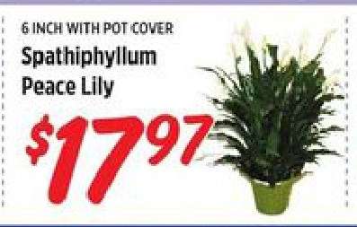 Spathiphyllum Peace Lily