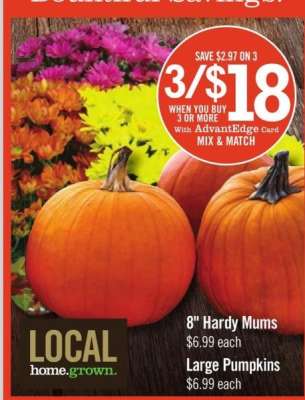 Large Pumpkins