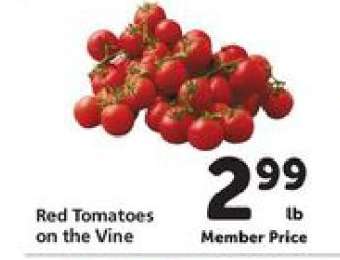 Red Tomatoes on the Vine