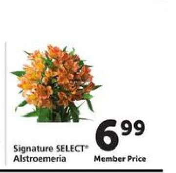 Signature Select Alstroemeria