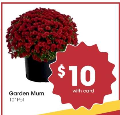 Garden Mum