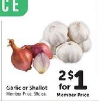 Garlic or Shallot